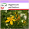 SAFLAX - Hierba de San Juan - 300 semillas - Hypericum perforatum
