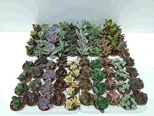 PCMOVILES 5 CACTUS NATURALES SUCULENTAS SIN PINCHAS DIFERENTES EN MACETA DE 5CM