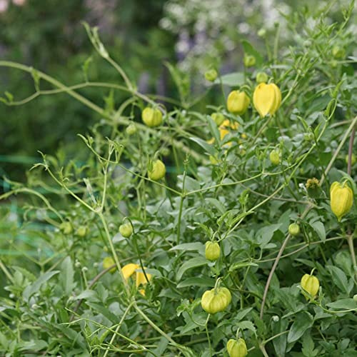 Plant Theory 60cm Cane Clematis tangutica Yellow Flowering Vine Climbing Plant 3L Pot