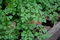 400x invierno perifollo MicroGreen o jardín Semillas