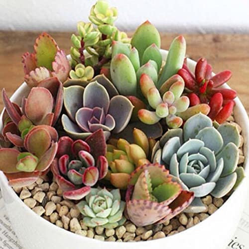 Haloppe 100 Unids Semillas de Plantas Suculentas Mixtas para la Plantación de Jardín en Casa, Semillas de Plantas Suculentas de Cactus Mixtas Bonsai Home Garden Balcón Decoración Semillas Suculen