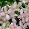 Clematis-Pflanze, winterharte Staude, Gartendekoration, wächst gut in Töpfen, blüht im Sommer-4zwiebeln-C