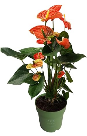 Plant in a Box - Flamingoblume - Anthurium 'Madural Orange' - Höhe 55-70cm - Topf 17cm - Blühende Zimmerpflanze