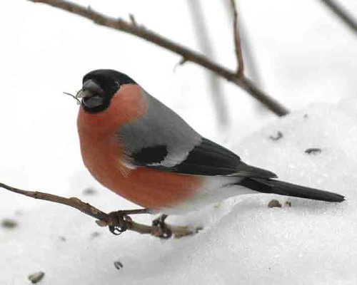 Top Banana Gifts British Birds - Bullfinch - Quality Mouse Mat