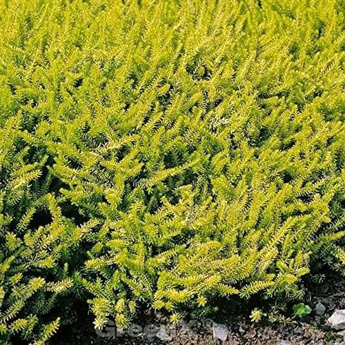 10x Winterheide Golden Starlet - Erica carnea - lebende Gartenpflanze aus den Baumschulen