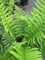 Spreuschuppiger Wurmfarn - Dryopteris affinis - Farne