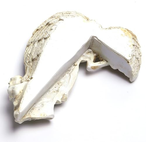 Angel Wall Decor, Angel Decor Angel Shaped Resin Door Frame Angel Ornament with Sculpture for Garden, Porch, Terrace, Lawn Courtyard, Fountain, Pond (Right)