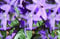 Lincolnshire Pond Plants Ltd - Marginal Aquatic Pond Plant - (Tulbaghia Violacea Variegated) - 9cm