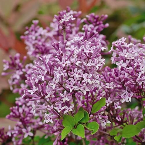 Dwarf Lilac 'Palibin' Standard - Fragrant Spring Blooms - Perfect for Doors and Gateways - Hardy Shrub for Pots or Borders – 4X 2 Litre Potted Plant by Thompson & Morgan
