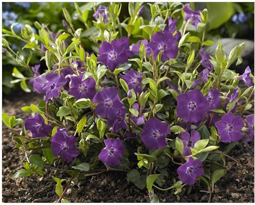 50 x Vinca minor 'Rubra' / 'Atropurpurea' (Staude/Winterhart/Bodendecker/Immergrün/Mehrjährig) Lila Kleines/Kleinblättriges Immergrün - tolle Blütenpracht - sehr pflegeleicht - von Stauden Gänge