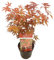 Bloomique - Acer Palmatum Atropurpureum - Japanischer Ahorn - Buntes Laub - Gartenpflanzen - Winterhart - 40-50 cm Hoch - Topf 15 cm