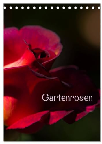 Gartenrosen (Tischkalender 2026 DIN A5 hoch), CALVENDO Monatskalender: Rosenblüten in Licht und Schatten (CALVENDO Natur)