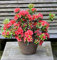 Japanische Azalee Orange Beauty 25-30cm - Rhododendron luteum - Zwerg Alpenrose