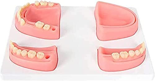Oralnaht-Trainingsmodell, Silikon-Zahnnahtpad-Kit für Tierärzte im Krankenhaus, die das Nähen und Implantate an weichen Zahnfleischzähnen üben, medizinische Trainingsgeräte