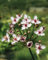 Butomus umbellatus 'Schneeweißchen' ca. 9x9 cm Topf - Schwanenblume, weiße Blüten, Blütezeit Juni-August, ideal für Teichränder, winterhart, pflegeleicht