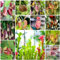 100 pcs kannenpflanze samen blumengarten steingartenpflanzen winterhart (Nepenthes mirabilis) garten pflanzen winterhart draußen küche deko kletterpflanzen winterhart fleischfressende