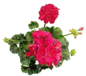 Geranio Rojo Natural en Maceta DECOALIVE – Planta Viva para un Jardín Colorido y Alegre