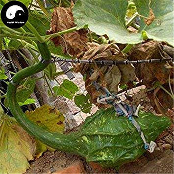 VISTARIC 100 pz Alocasia macrorrhiza Semi Taro Gigante Semi Giardino Orecchio di Elefante Taro Piante Foglie Ornamentali * commestibili Tubero Viola
