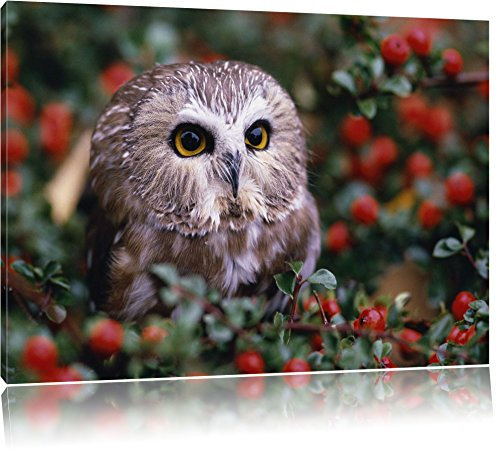Pixxprint Kleine Eule im Vogelbeerenstrauch Bild, Größe: 60x40cm, Leinwandbild, fertig gespannt, Wandbild, Dekoration, Kunstdruck, kein Poster