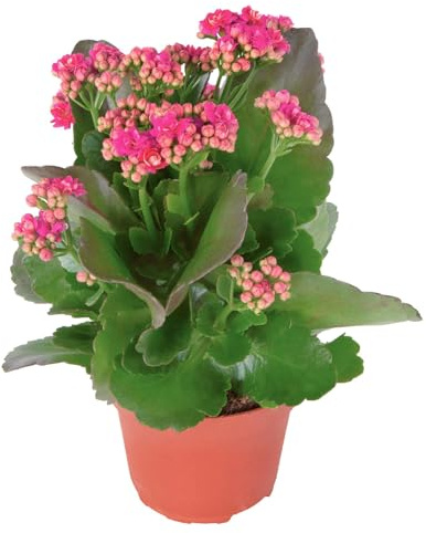 Kalanchoe 'Calandiva'®, violett, Topf-Ø 12 cm, Höhe ca. 27,5 cm, 6er-Set