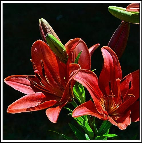 Lilien zwiebeln – lilium asiaticum Pflanzen Extrem kältebeständig Lilienzwiebeln Leuchtende Farben