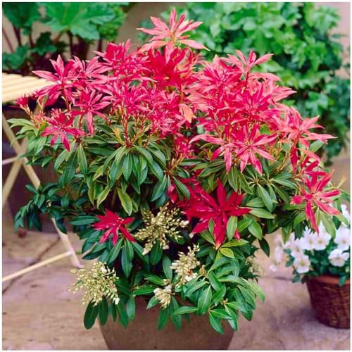 GrowOn Shrubs [x3] Pieris Japonica 'Forest Flame' | Multi-Pack | Evergreen Shrubs | Outdoor Garden Ready Plants | Spring Flowering | White Flowers