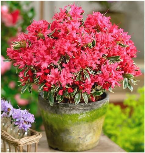 GrowOn Shrubs [x3] Dwarf Japanese Azalea Japonica 'Silver Sword' | Multi-Pack | Evergreen Shrubs | Outdoor Garden Ready Plants | Spring Flowering | Reddish-Pink Flowers