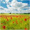 Wallario Glasbild Grüne Wiese mit Mohnblumen - 30 x 30 cm Wandbilder Glas in Premium-Qualität: Brillante Farben, freischwebende Optik