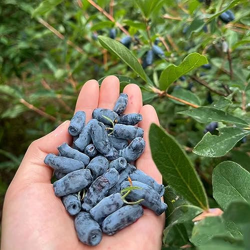 50 pcs honigbeere sibirische blaubeere samen, extrem winterharte kübelpflanzen, saatgut alte sorten (Lonicera caerulea) obstbäume, zimmerpflanzen obst samen, bonsai samen obst, zimmergewächshaus