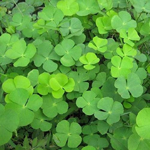 Qbisolo - Semi di quadrifoglio a forma di quadrifoglio, decorazione da giardino, bonsai e fiori