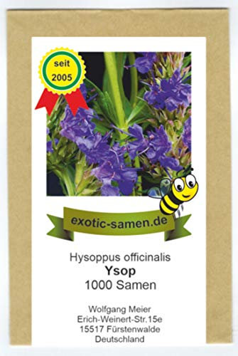 Ysop blau - mehrjährig - Bienenweide - Hysoppus officinale 1000 Samen