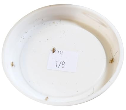 Josh's Frogs 1/8 Banded Crickets (250 Count)