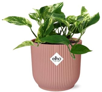 Scindapsus (Epipremnum) Marble Queen in Vibes Fold Pink - 25cm - Ø14cm - Zimmerpflanze - Immergrün