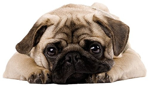 Apalis Wandtattoo No.426 Kuscheliger Mops Treu Hund Welpe Niedlich Baby
