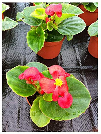 PREMIER SEEDS DIRECT - Begonia SEMPERFLORENS - Heaven RED F1-80 Pills/PELLETS