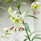2 unidades de lirios para comprar cebollas, Lilium brownii, plantas de jardín resistentes al invierno, perenne, regalo de jardín, lirios gigantes, lirios de árboles, resistentes al invierno,