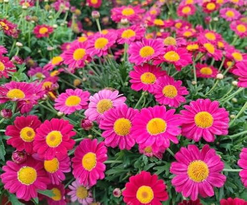 Margherita rosa Made In Italy bellissima Terre di Romagna, freschezza fiorita, perenne vaso 12cm Must Estate 2025