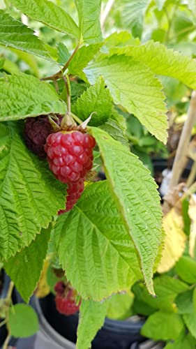 Rubus idaeus 'Zeva' / Framboisier 'Zeva' (Remontant) / Conteneur de 3 à 4 litres