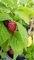 Rubus idaeus 'Zeva' / Framboisier 'Zeva' (Remontant) / Conteneur de 3 à 4 litres