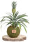 Kokedama Piña Mini Natural - Kokedama Interior | Bola de Musgo Vivo | Planta Natural | Planta Interior | Decoración Hogar | Fácil Cuidado y Mantenimiento