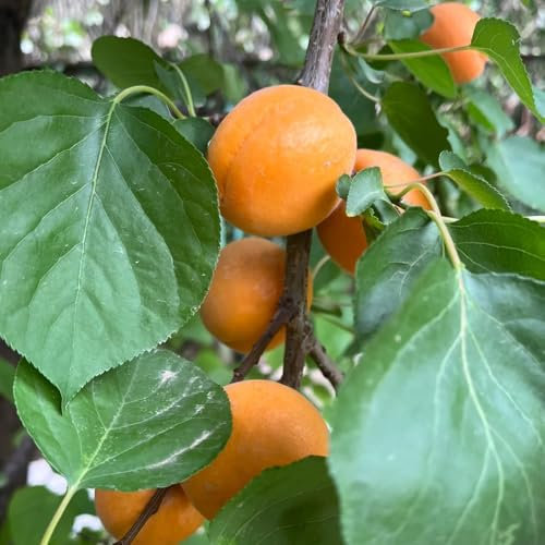 3 piezas Semillas de albaricoque, albaricoquero, semillas organicas fruta fresca Compra un albaricoquero semillas de fruta fresca planta de arboles frutales decoración de jardín para