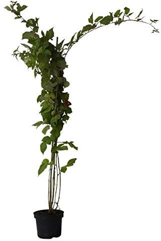 Japanische Weinbeere Rubus phoenicolasius,aromatische süße Beere im 3 Liter Topf, Bienenweide