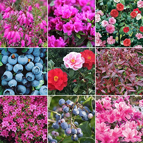 GardenersDream 5 x Ericaceous Outdoor Plants in Pots - Outdoor Garden Ready Flowering Shrubs - Outdoor Garden Plants for Gardens, Patios and Borders (incl 9cm Pot)
