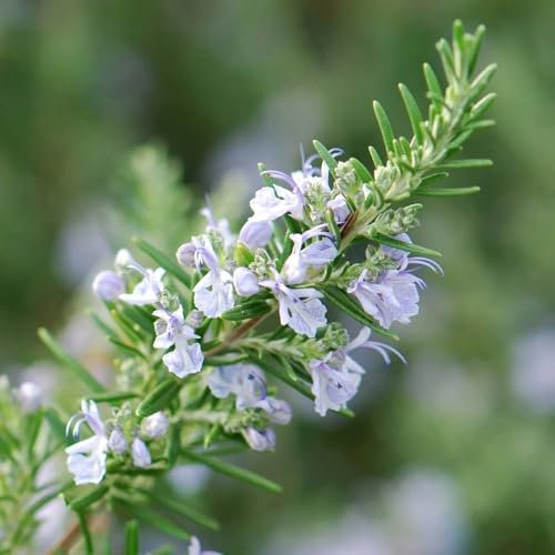 Plant Theory Rosemary Rosmarinus Officinalis Shrub Plant 2L Pot
