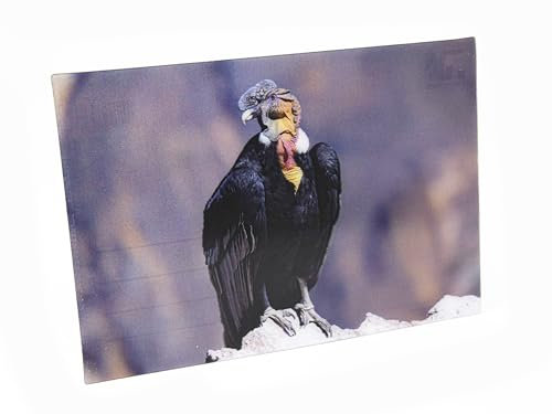 3 D Ansichtskarte Kondor Postkarte Wackelkarte Hologrammkarte Tiere Adler Vogel Greifvogel