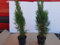 Thuja Lebensbaum Smaragd Topfballen 50-60 cm 20 St.Hecke Heckenpflanze
