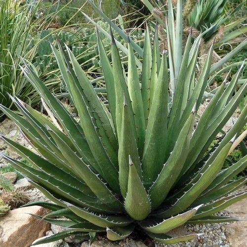 Agave Shin Dagger Sukkulente Samen (Agave lechuguilla) 20 Samen