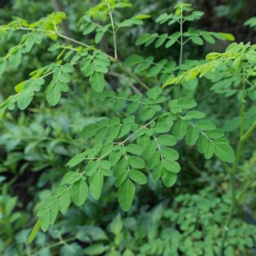 20 pcs moringa samen zum pflanzen, balkon pflanze, gartenpflanzen winterhart moringa baum kaufen kletterpflanzen, alte sorten saatgut zimmerpflanzen, stauden winterhart mehrjährig