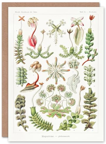 Artery8 Ernst Haeckel Art Card Hepatica Plant Vintage Floral