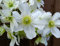 Clematis potaninii 15 Samen- Weiße Waldrebe